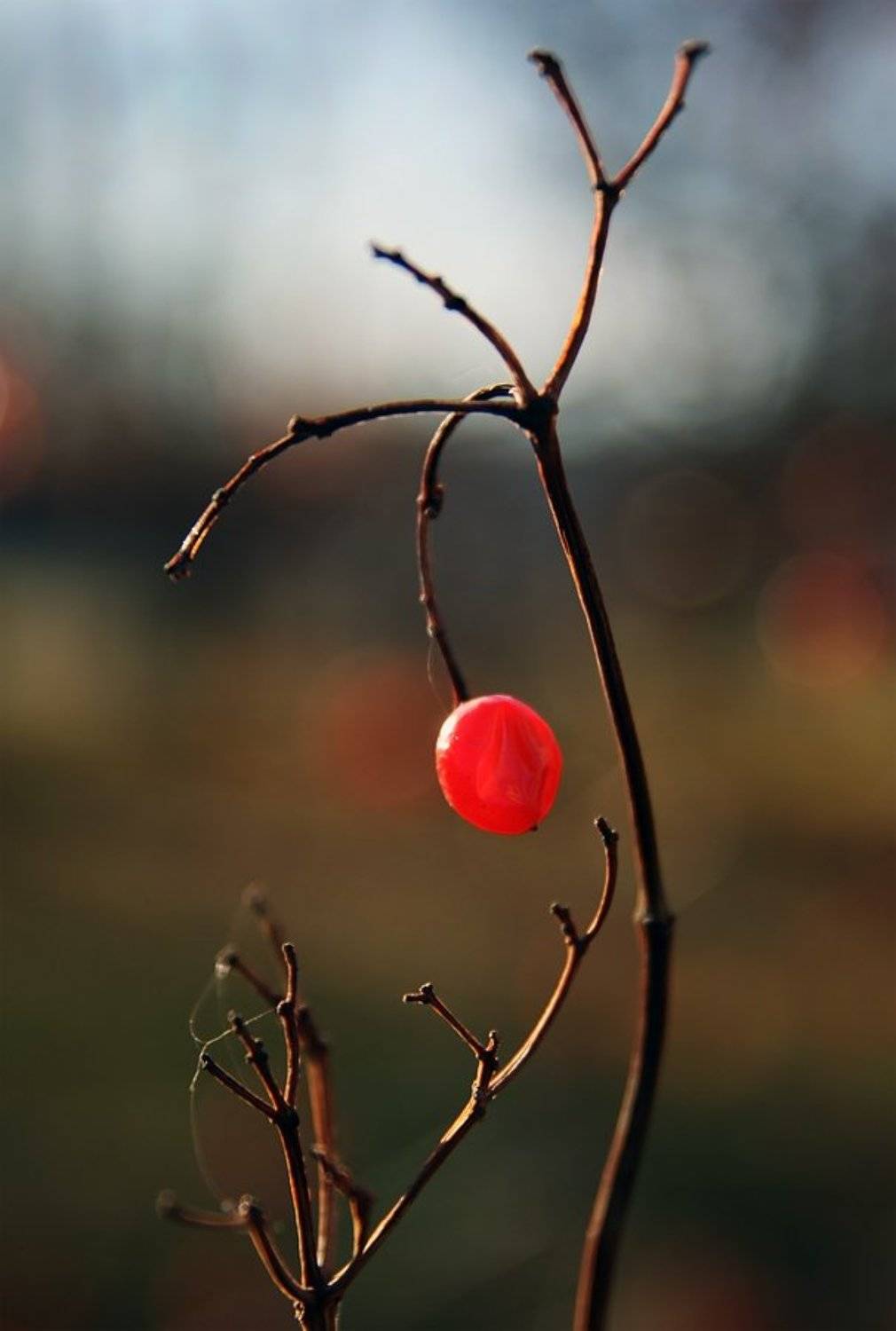 , Володимир Коцюбенко