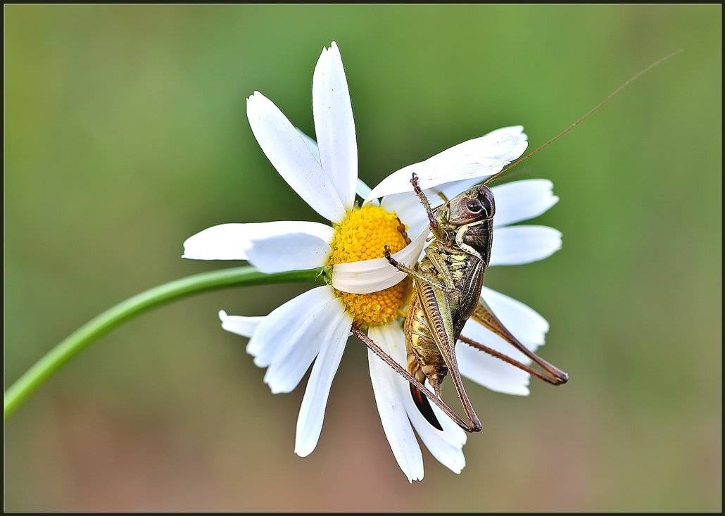 макро,насекомые,фауна,, Евгений Кирилкин.