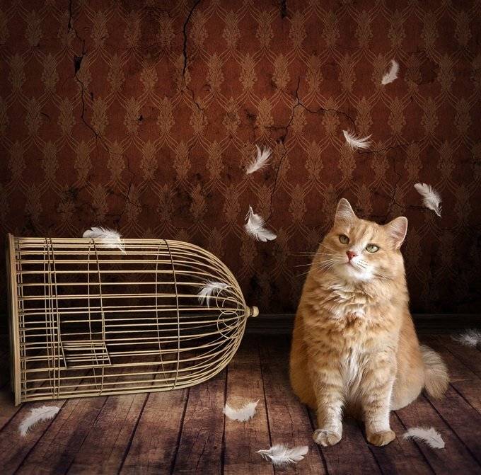 кошка, клетка, Iridi (Ирина Кузнецова)