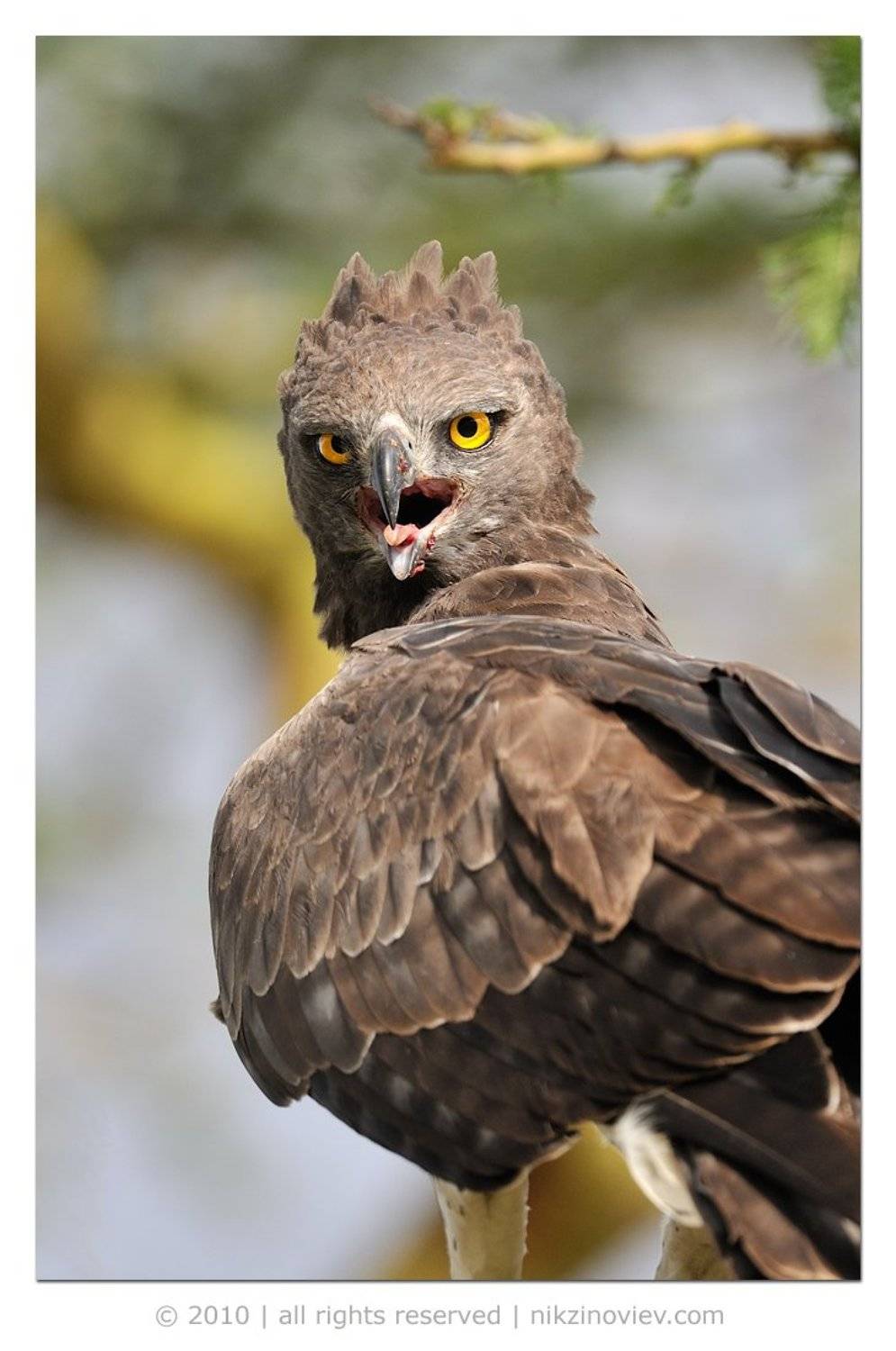 дикая природа, птица, орел, николай зиновьев, Николай Зиновьев