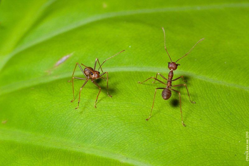 Оборона фото превью