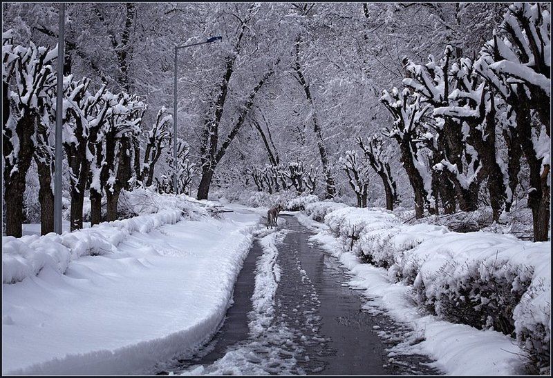 Последний снег ... фото превью