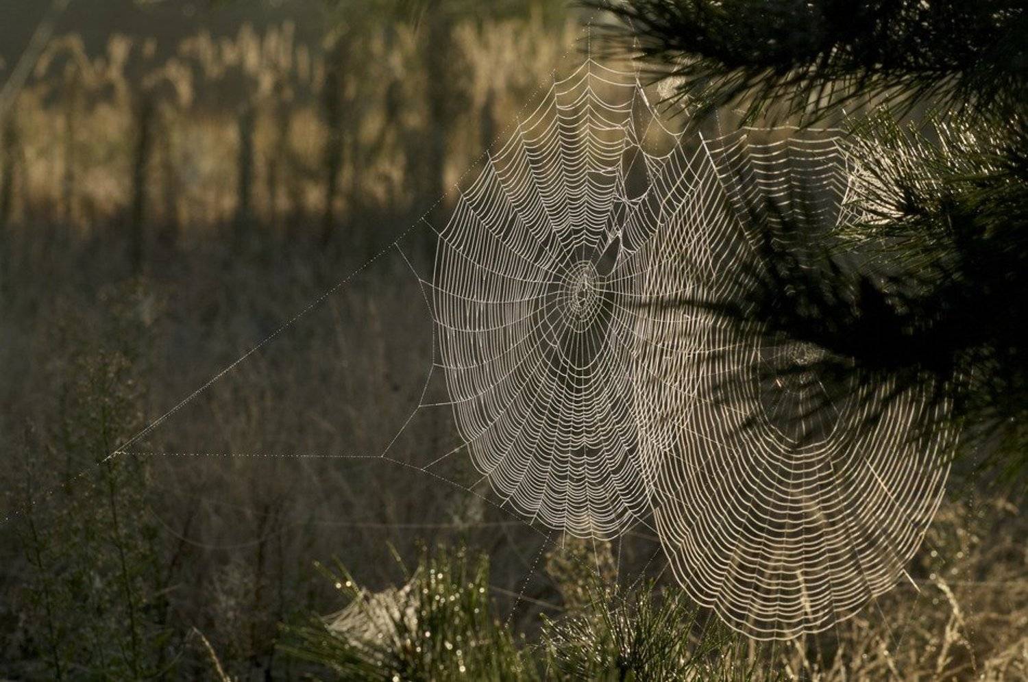 , Максим Негода