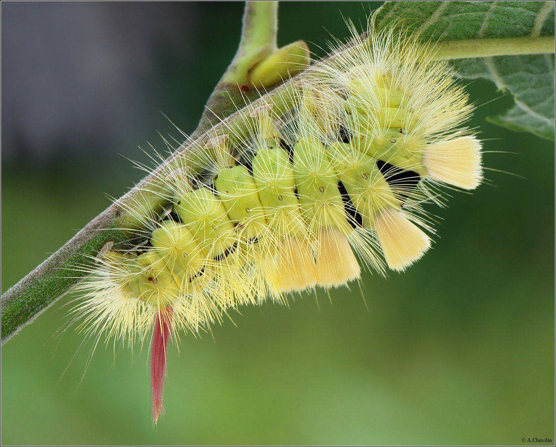 гусеница,волнянка,чужой,хвостик, Александр Чувилин