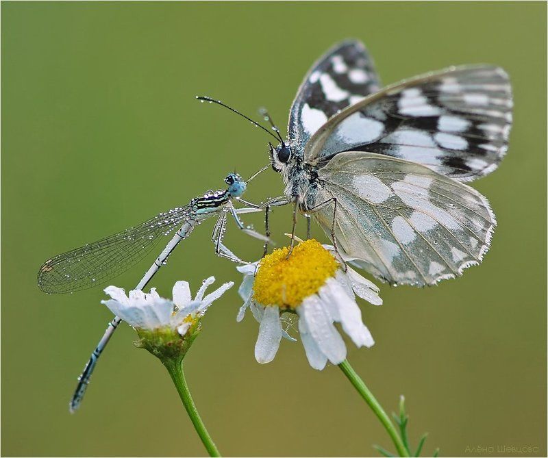Ромашковые посиделки фото превью