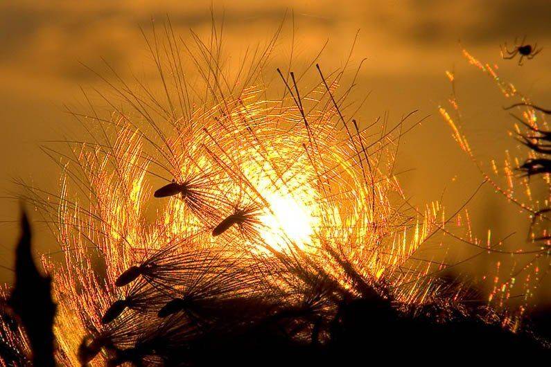 , Георгий Грушин (Photo-classic)