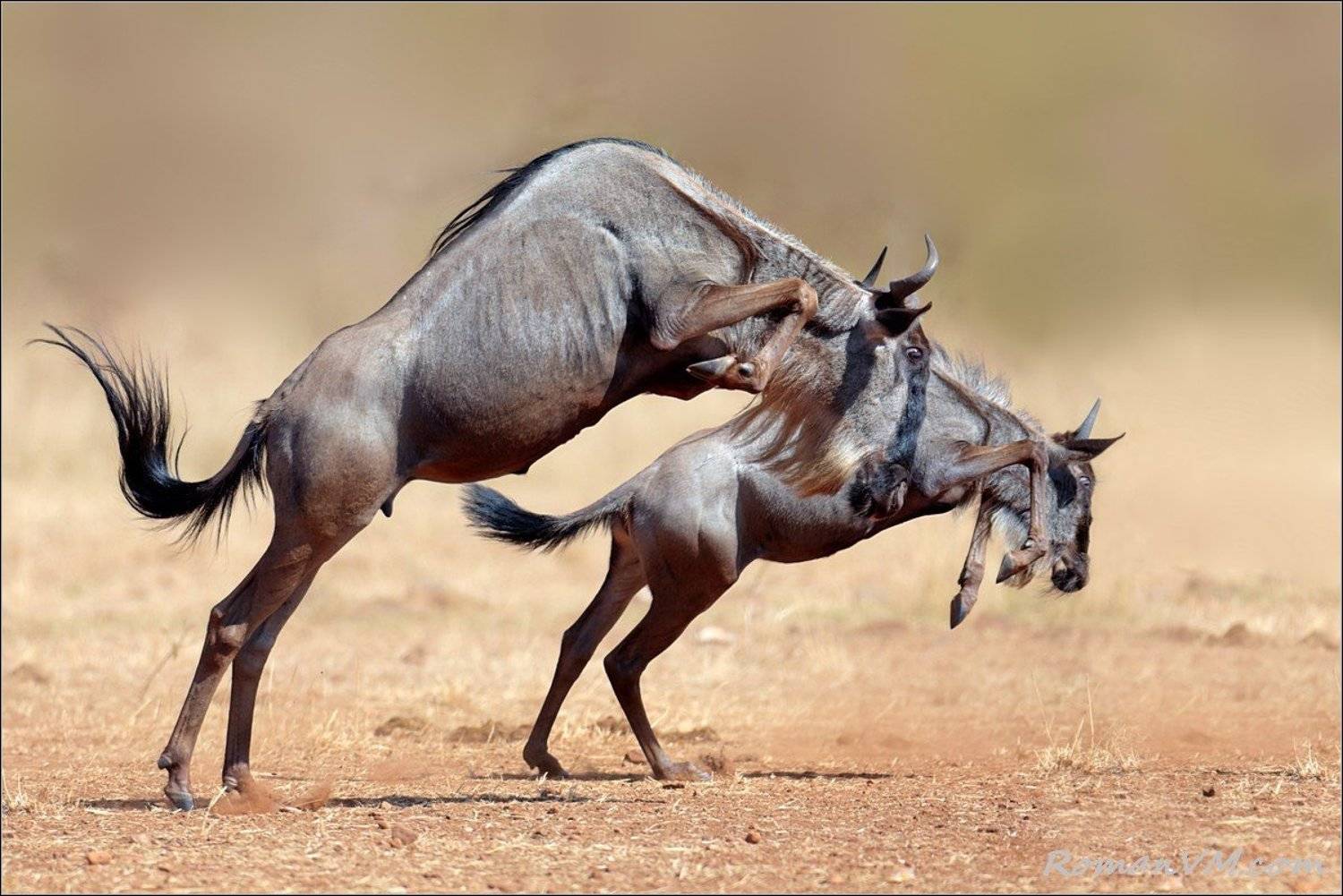 африка, кения, тран-мара, антилопа гну, Роман Мурушкин