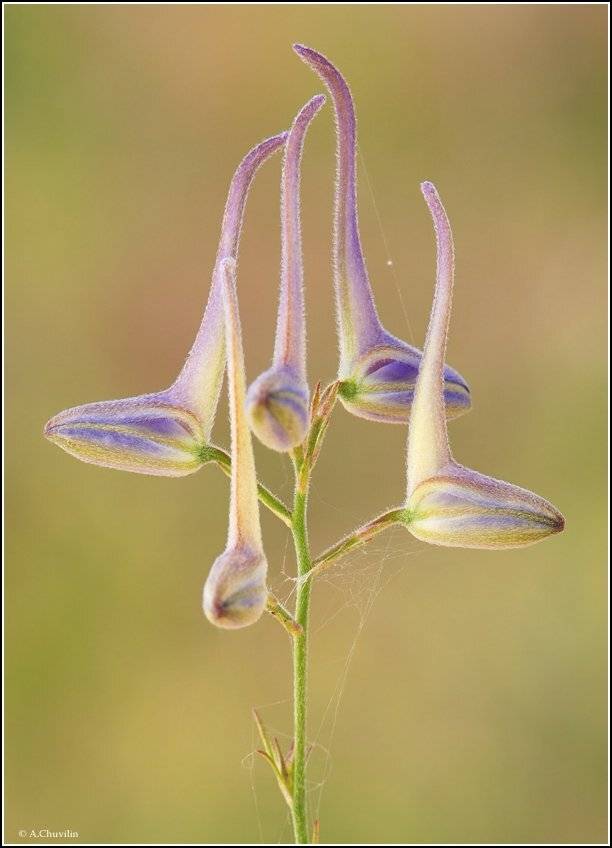 живокость,полевая,танец,маленьких,лебедей, Александр Чувилин
