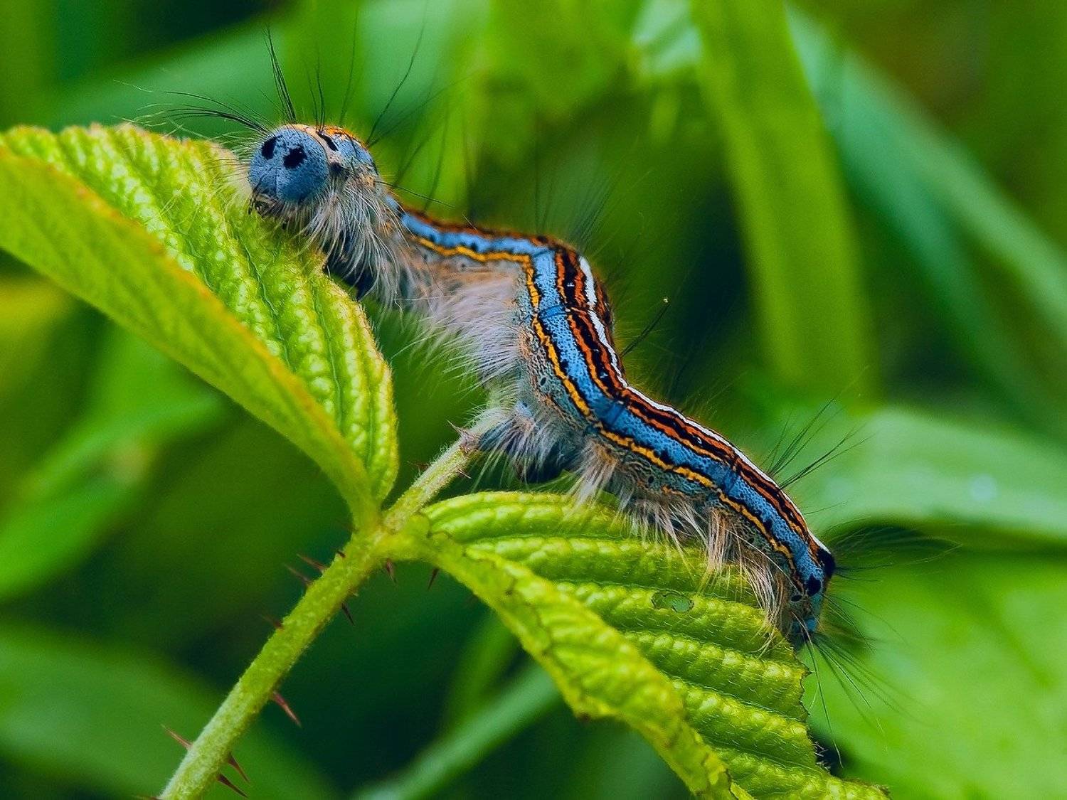 это, коконопряд-колечник, или, шелкопряд-, кольчатый, ФЁДОР