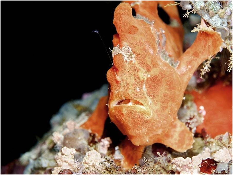 , Владимир Жданов