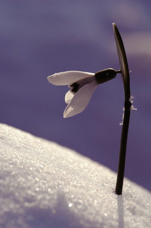 Наедине с весной... фото превью