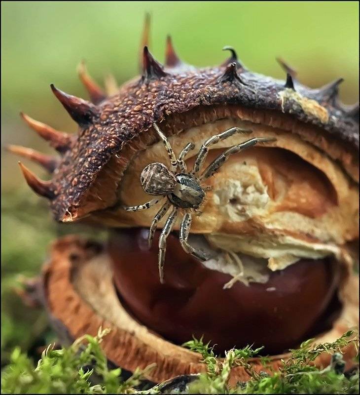 , Андрей Осокин