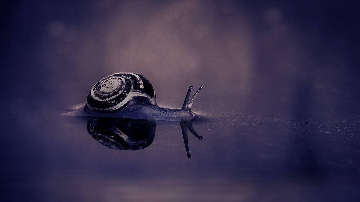 улитка, ночь, irina