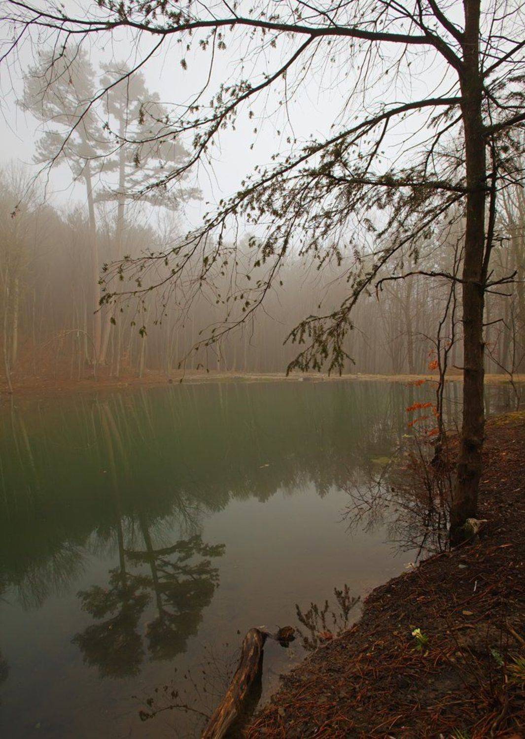 лес, вода, деревья, цветы, пейзаж, природа,, Сергей Шульга