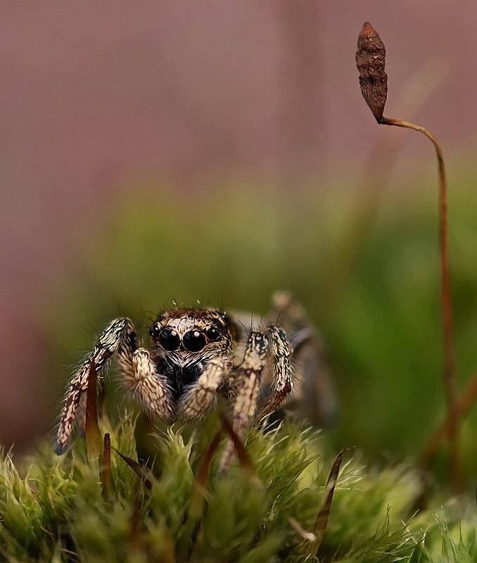 , Андрей Осокин