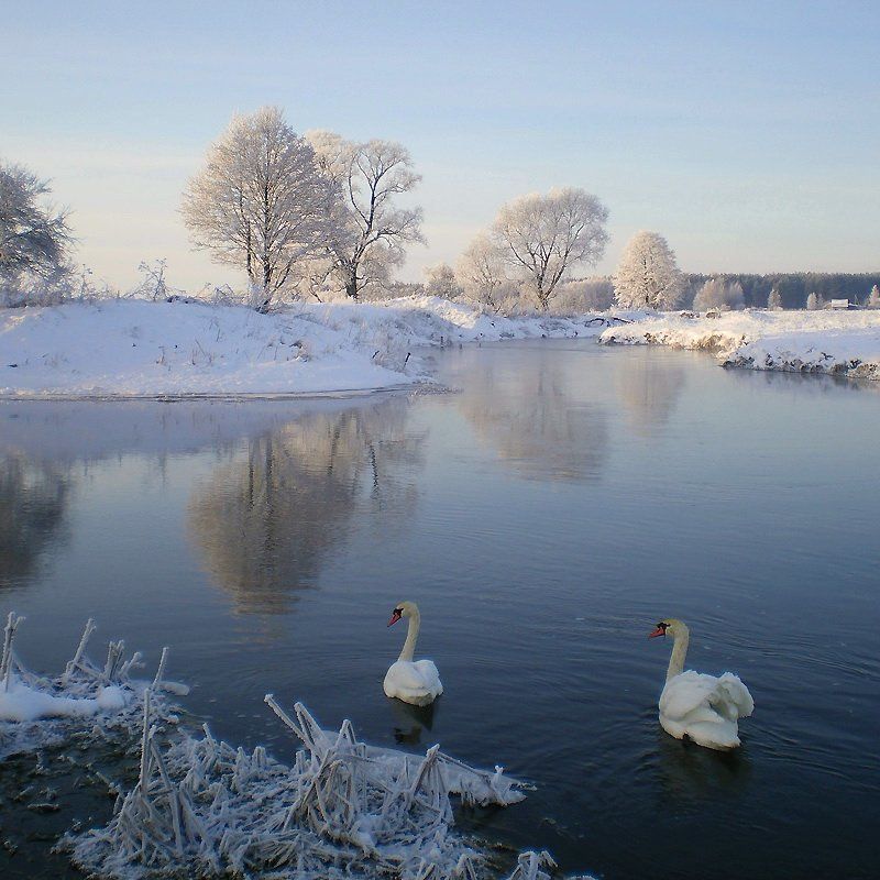 зельва, мороз, 31.12.2009, лебеди, река, ч/б пара II фото превью