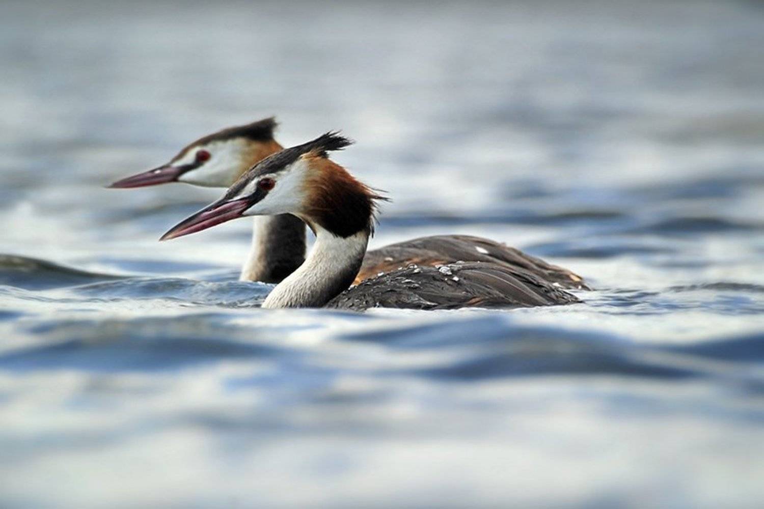 podiceps, cristatus, чомги, Юрий Охлопков