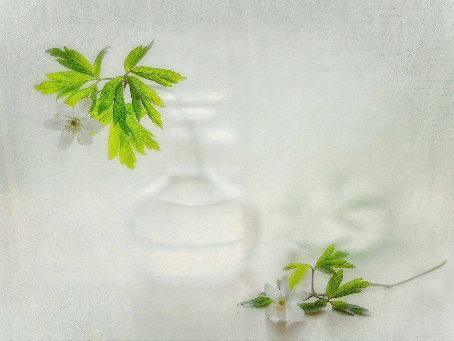 цветы,натюрморт,ветреница, Наталия