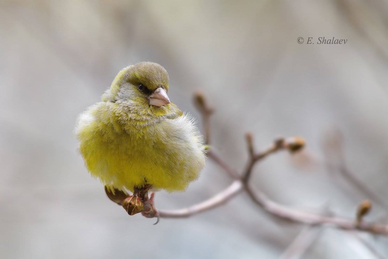 birds,carduelis chloris,european greenfinch,обыкновенная зеленушка,птица,птицы,фотоохота, Евгений