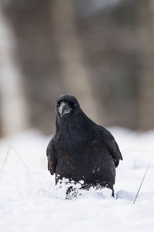 Kruk фото превью