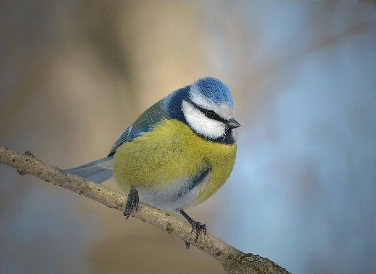 лазоревка, Андрей Медведев