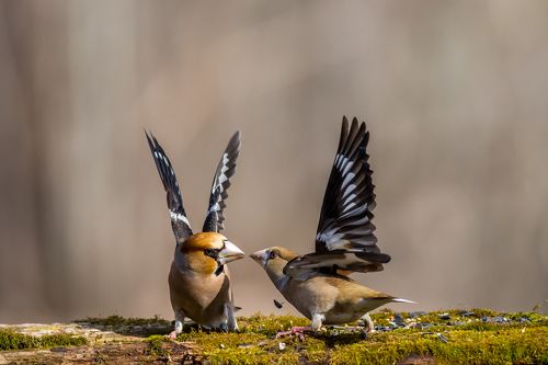 battle