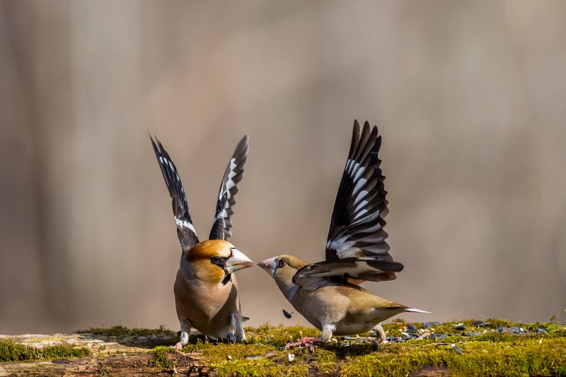 animal,bird,winter,wildlife,fight,snow,action,landscape,attack,fury,anger battle фото превью