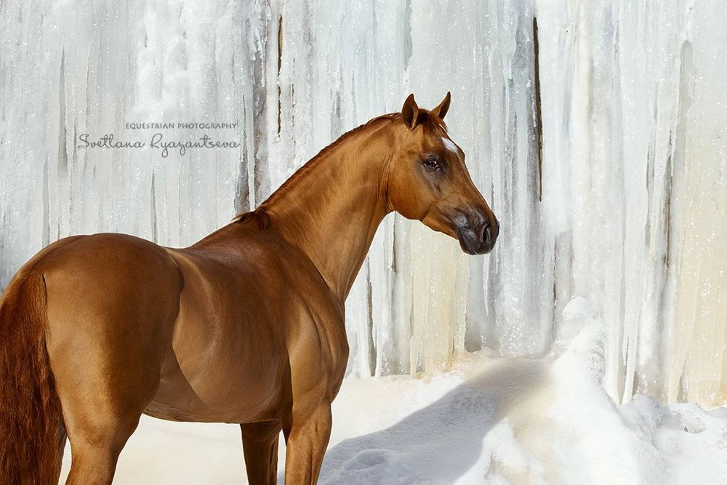 horse, лошадь, лошади, portrait, Svetlana Ryazantseva