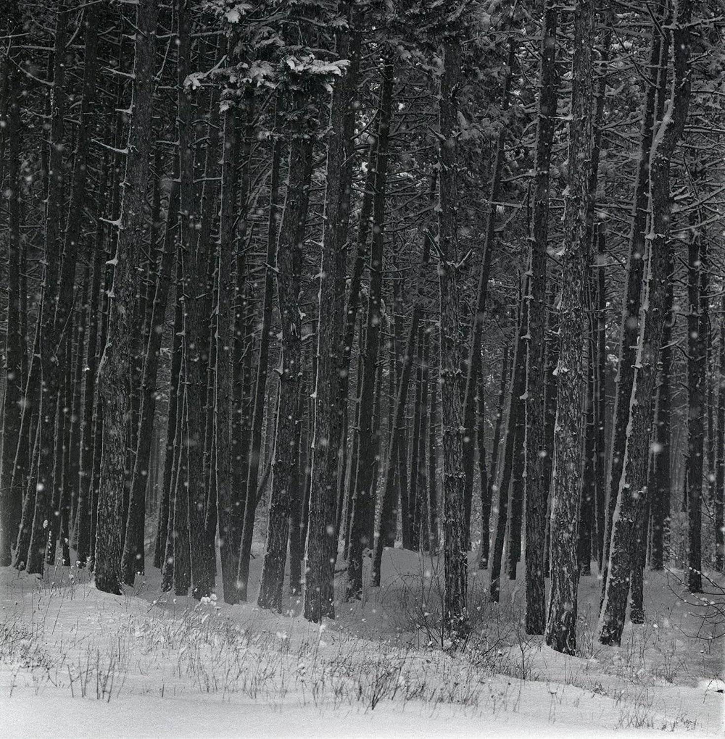 , Франгони Владимир