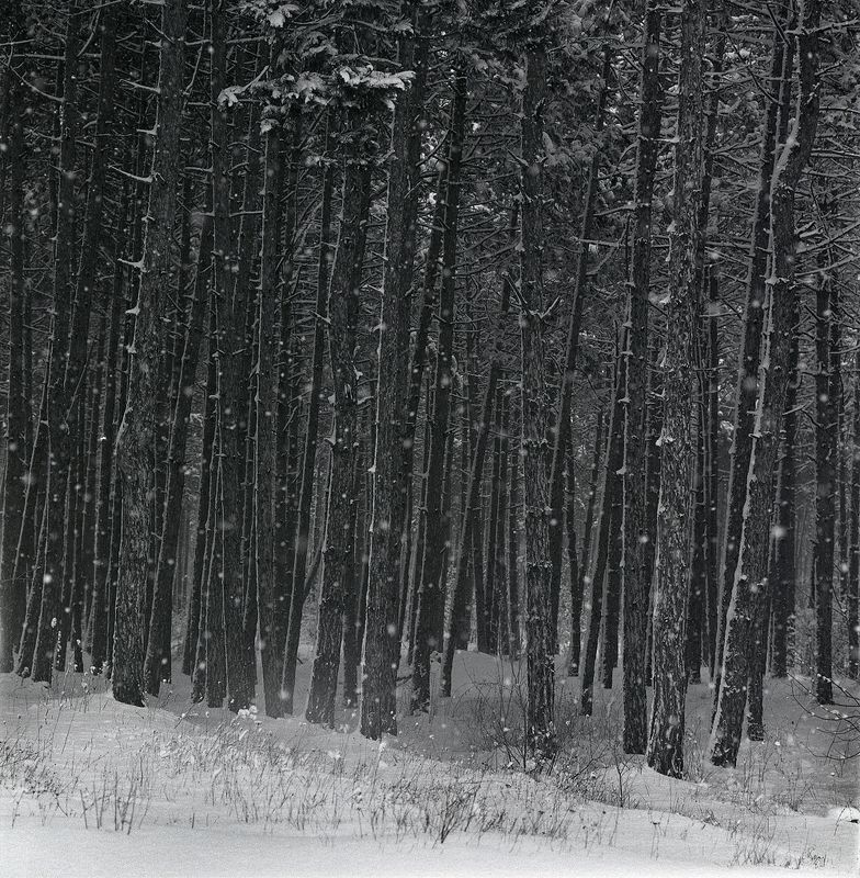 Зимний лес фото превью