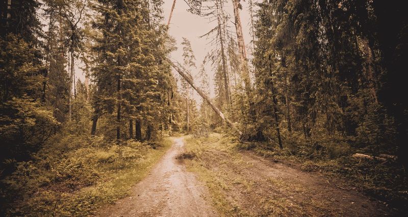 пейзаж, природа, , дорога, деревья, лес Лесная дорога фото превью