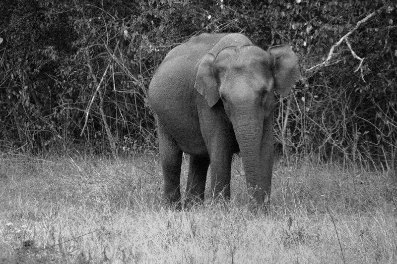 Indian elephant altea