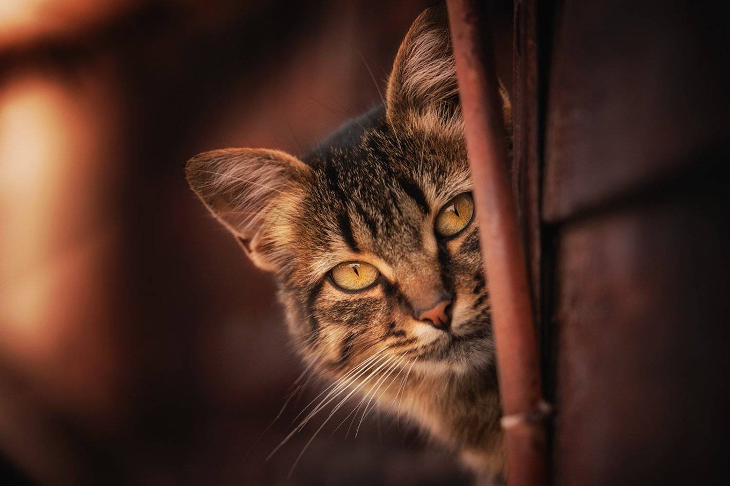 улица, кот, Вьюшкин Игорь