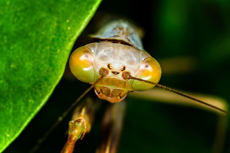 Самурай фото превью