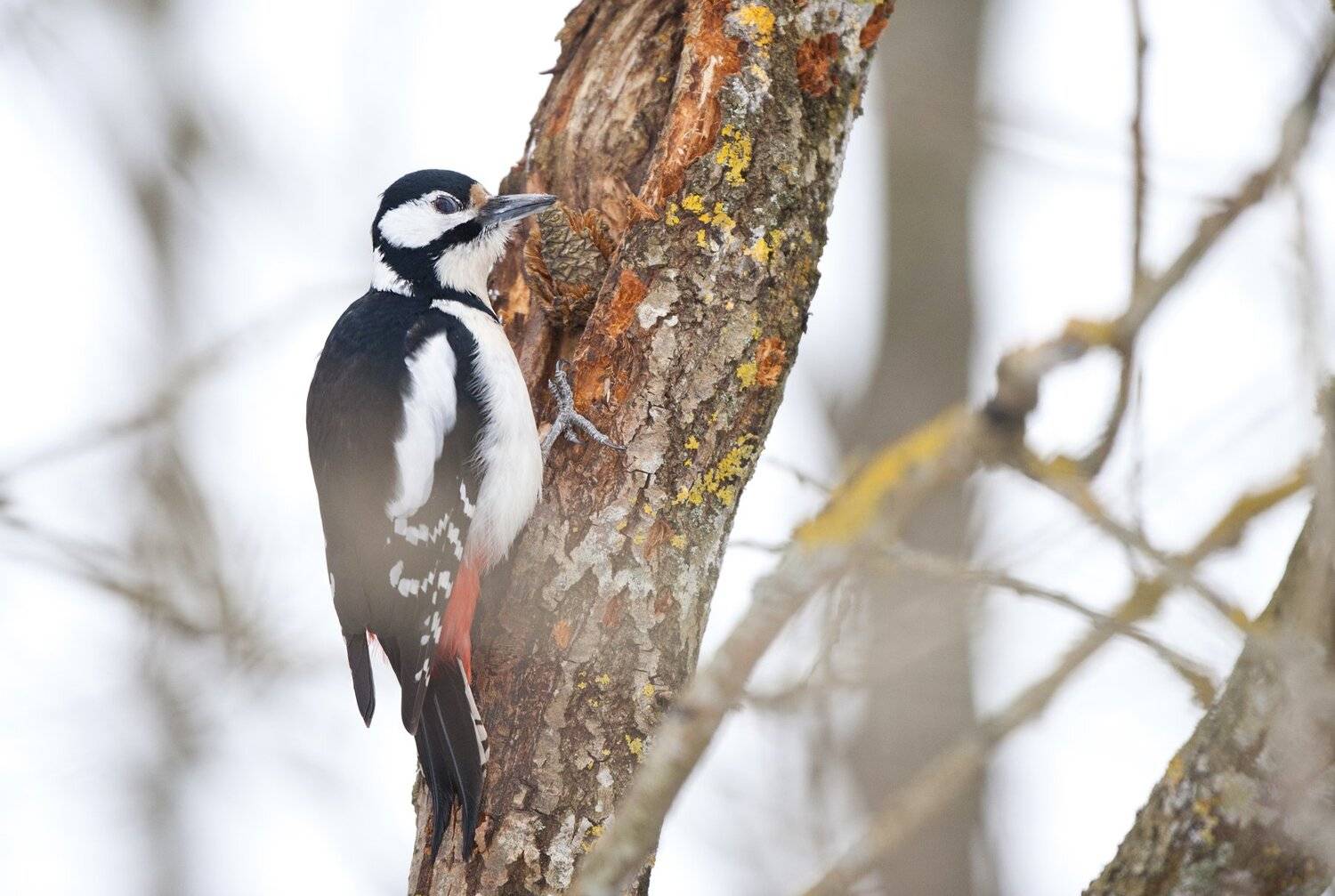 , Юрий Кулаков