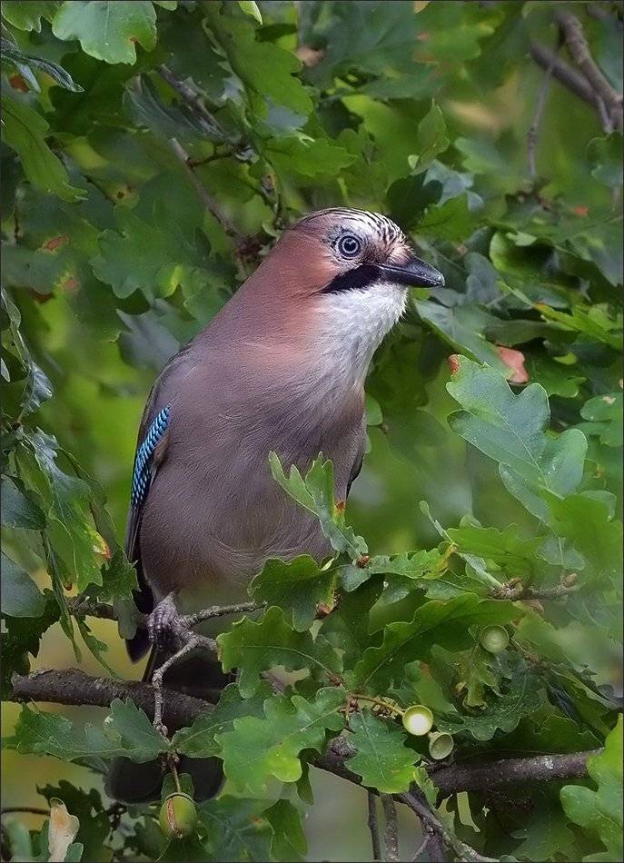 сойка, Андрей Медведев