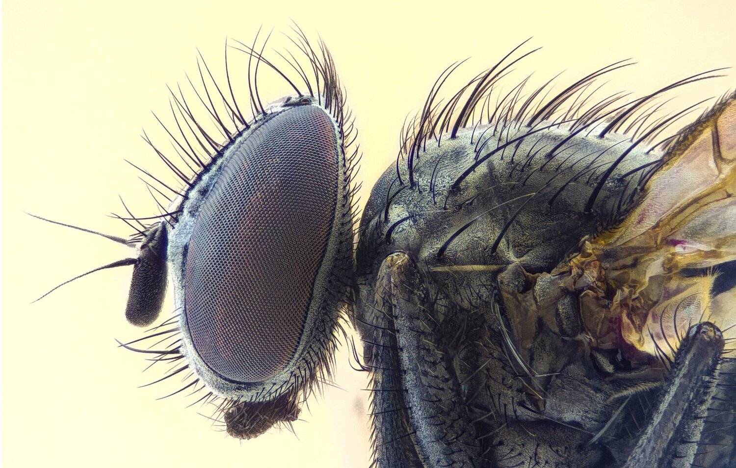 ceclii, macro, extrememacro, Tsvetan Ganev