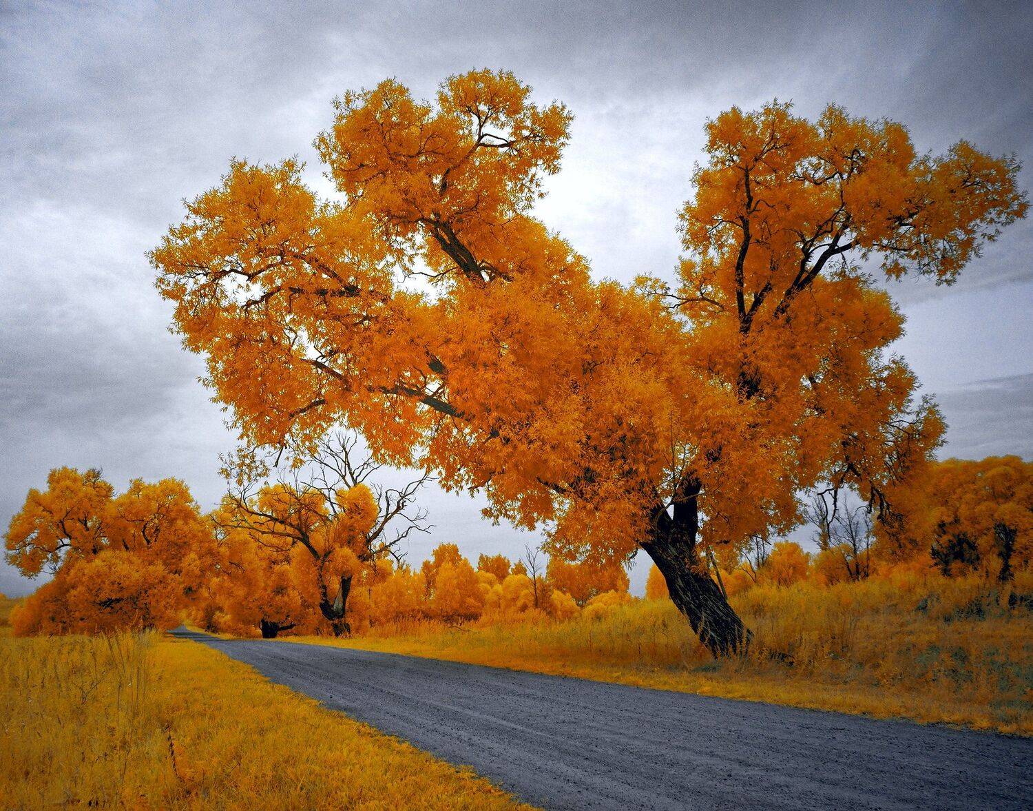 infrared,ик-фото,инфракрасное фото,инфракрасная фотография,пейзаж,природа,беларусь,лето, Sixten ( Сергей )