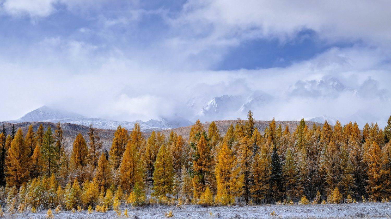 , Ольга Челдыкова