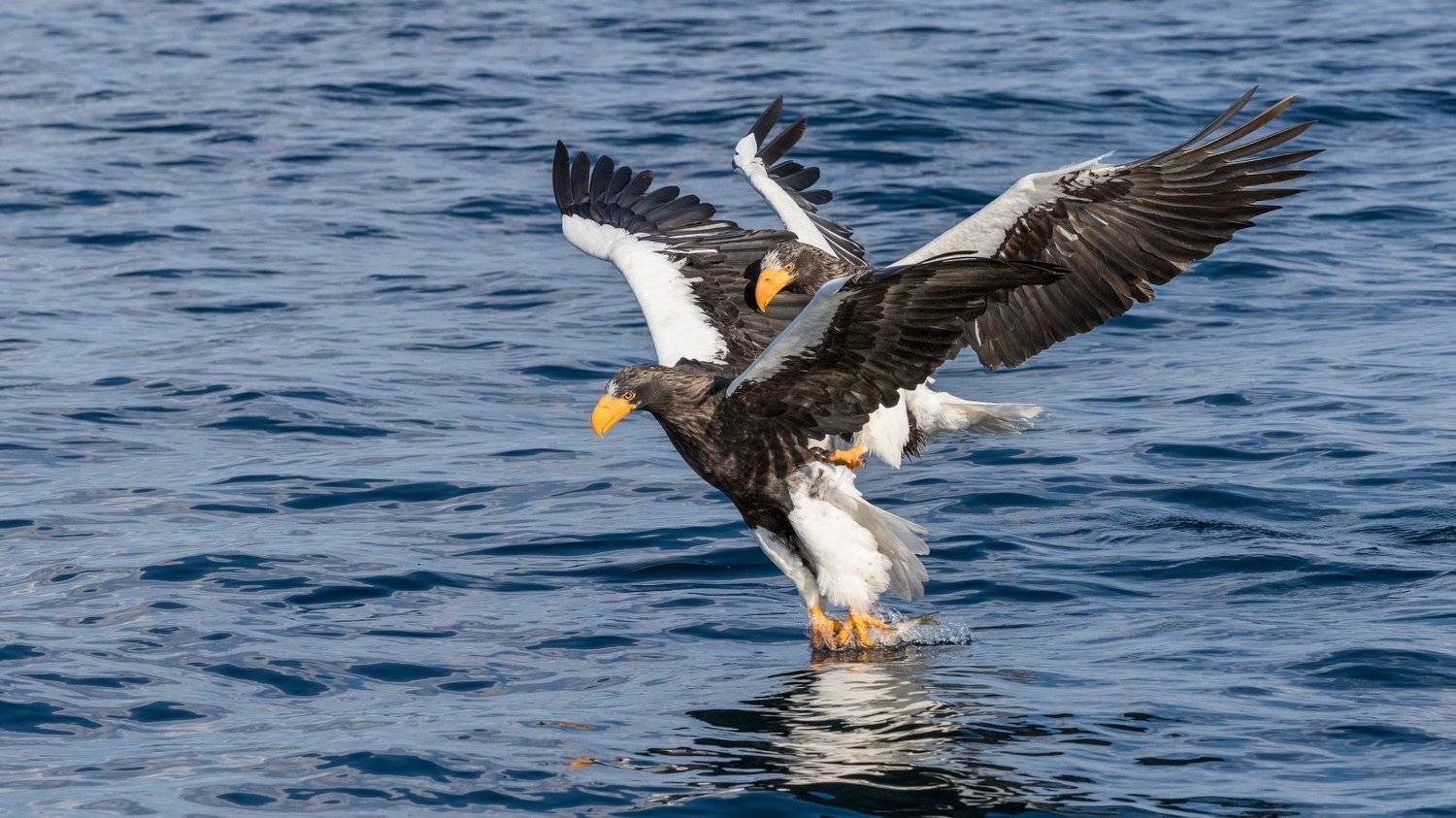 белокрылый, орел, Алексей Сулоев