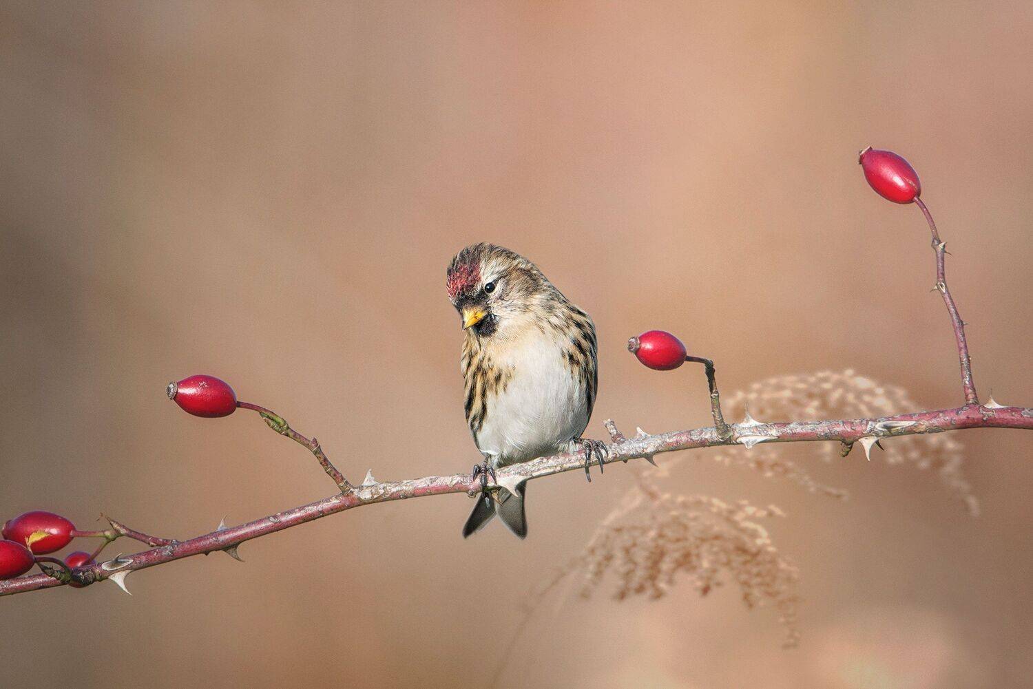 , Arkadiusz Michalak