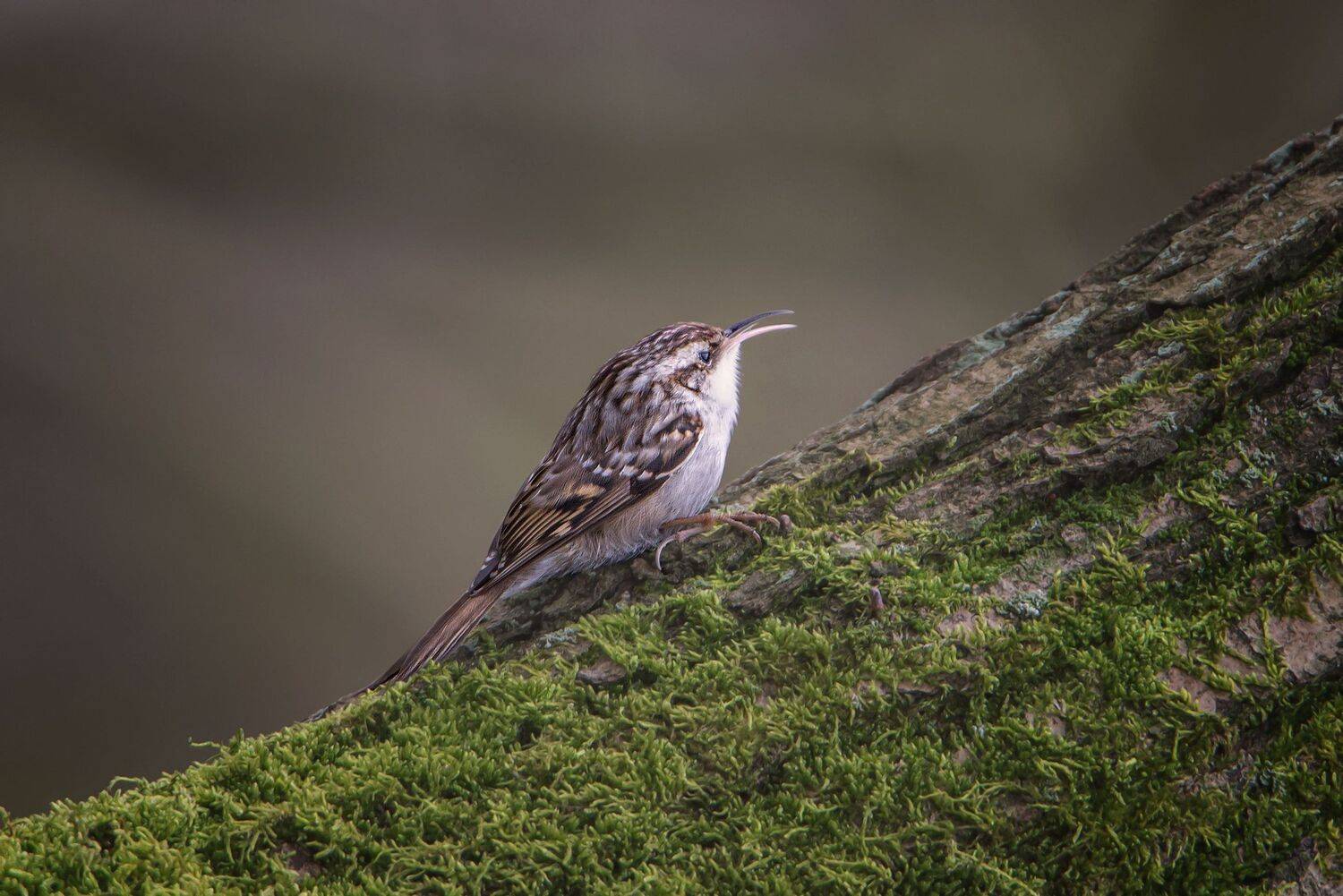 , Arkadiusz Michalak