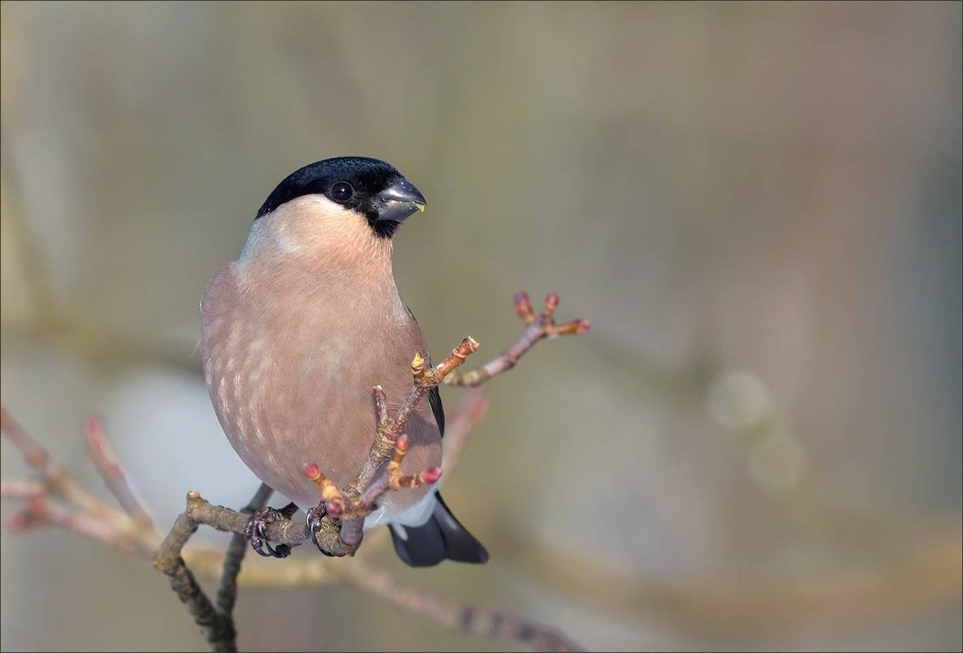 снегирь, Андрей Медведев