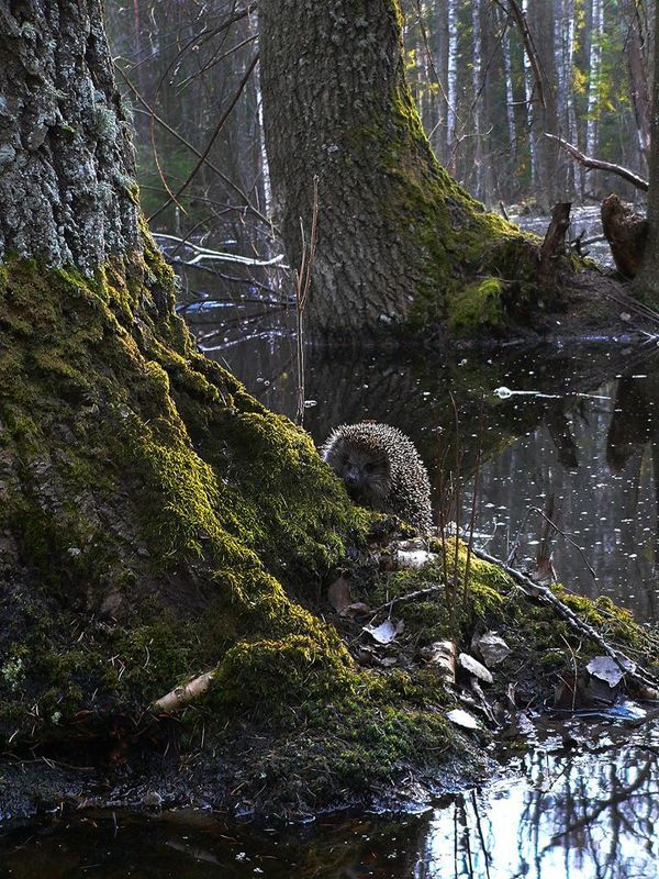 Ёж.Лес.Сказка.Тайна Сказочный лес. фото превью