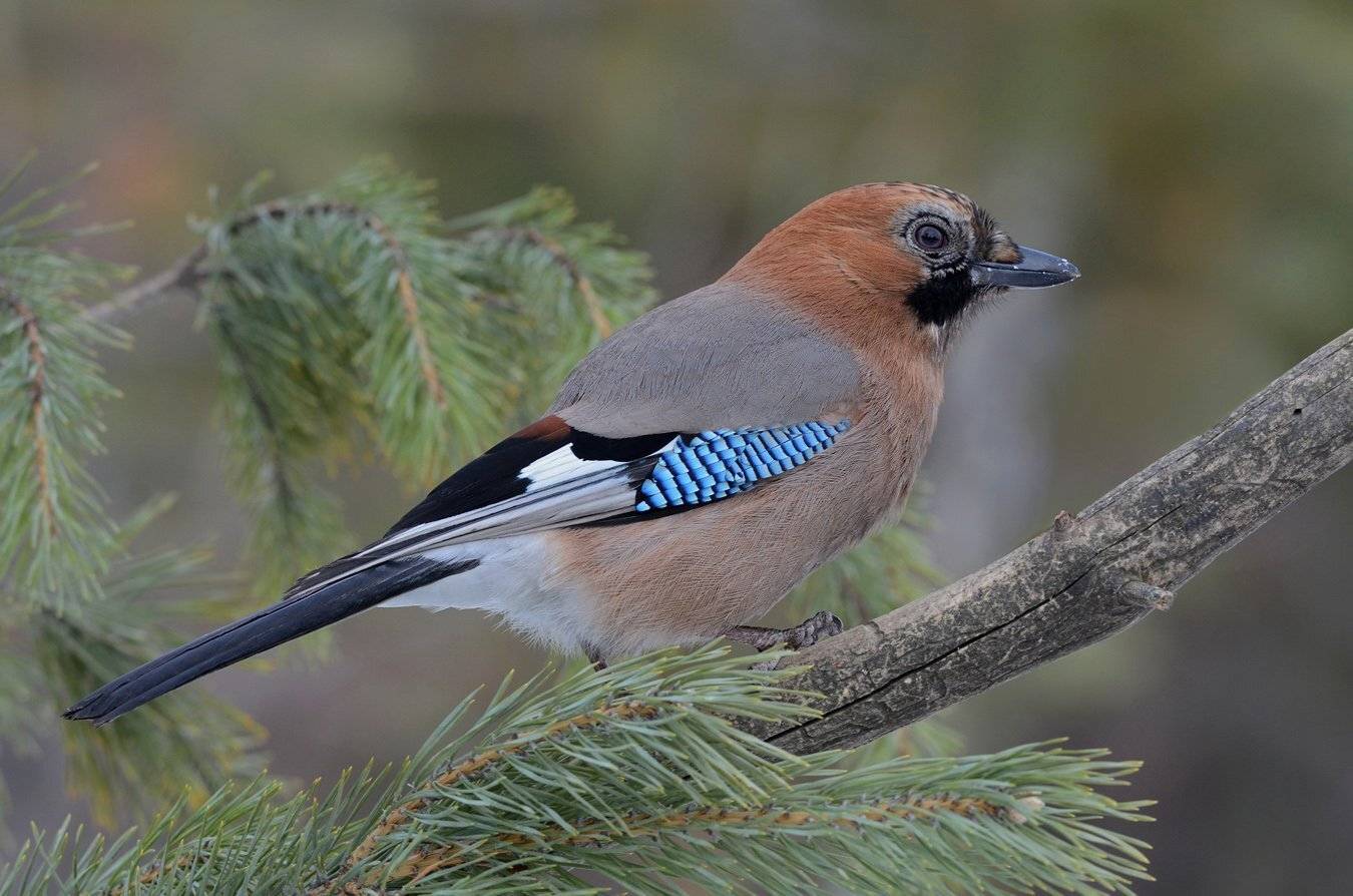 сойка,сосна,бор,хвоя, Иван