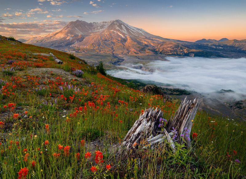 Regrowth фото превью