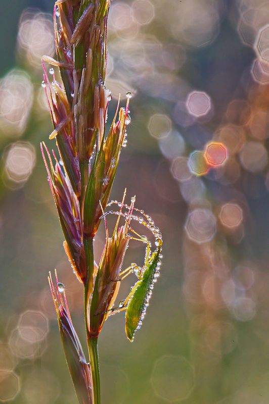 макро, насекомое, жук, роса, утро, природа. боке Разноцветное утро фото превью