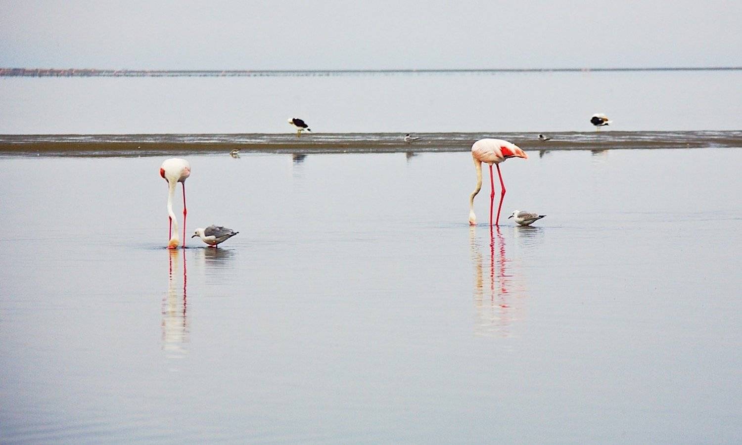 фламинго,африка,намибия,свакопмунд,залив,атлантичческий океан., Мазурин Евгений