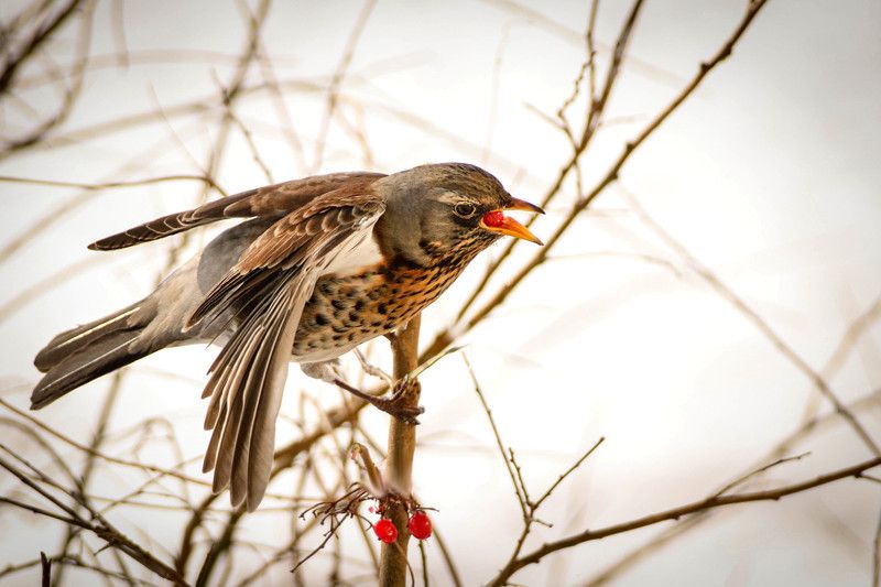 зима, природа, птицы, дрозд, рябинник, ягоды, обед Дрозд рябинник на обеде фото превью