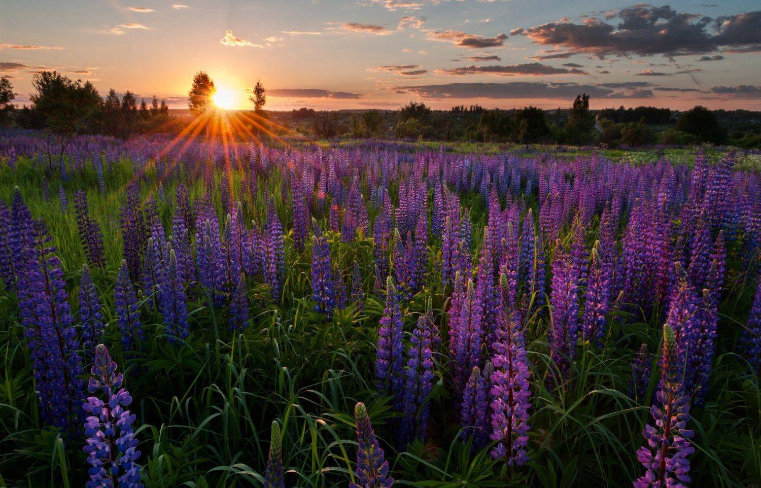 лето, закат, цветы, люпины, никон, солнце, Алексей Сергованцев